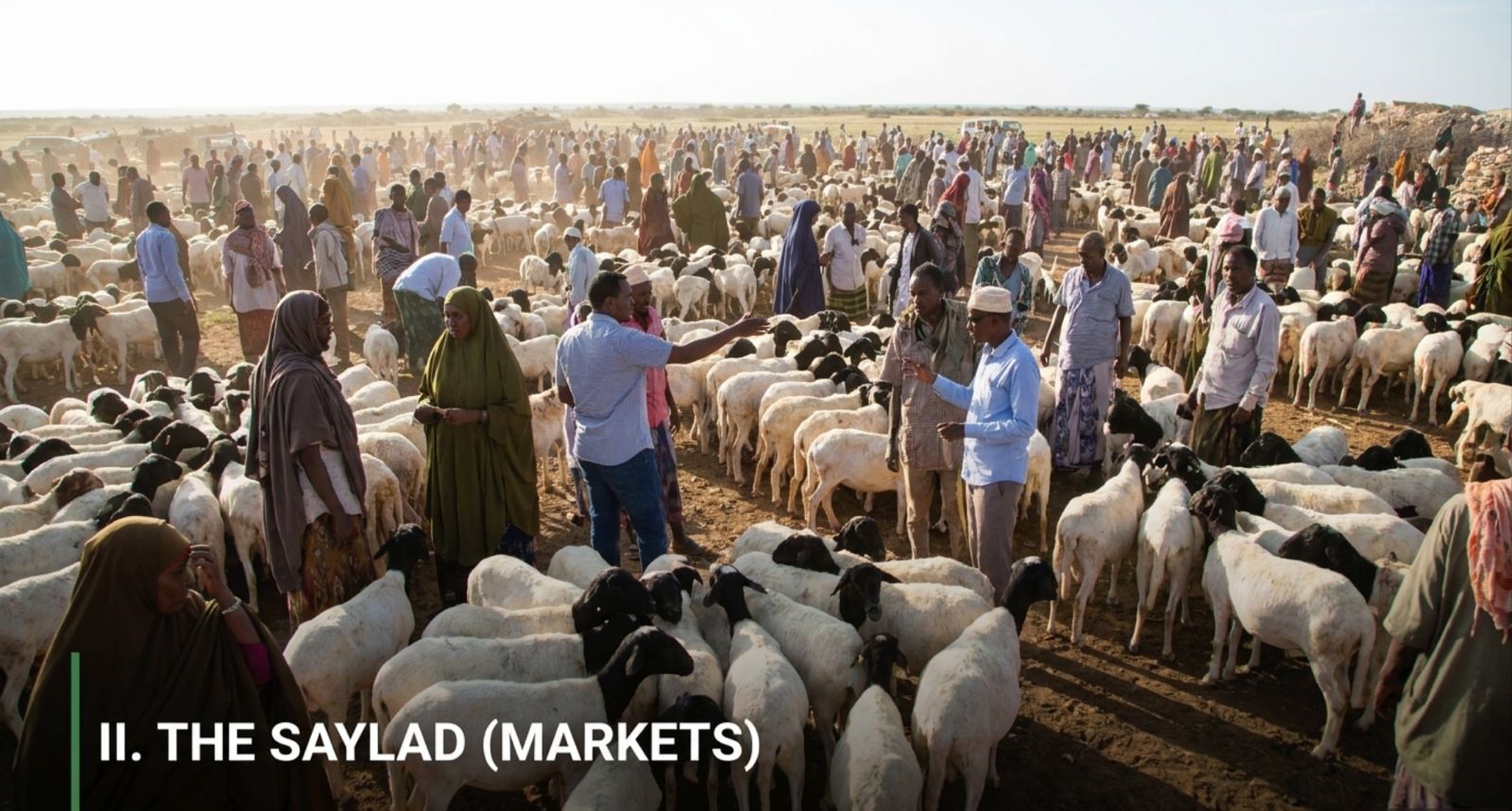 The Saylad — a livestock market in Somaliland